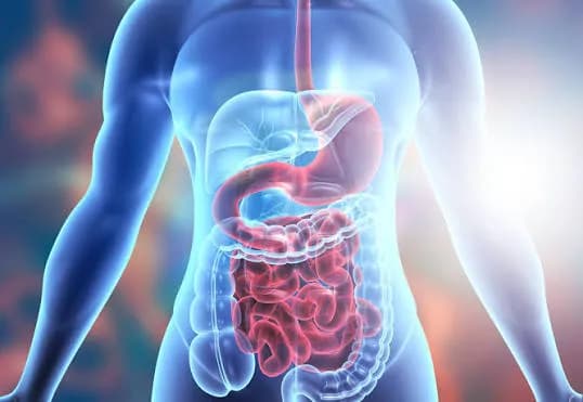 Gut and Digestive Health